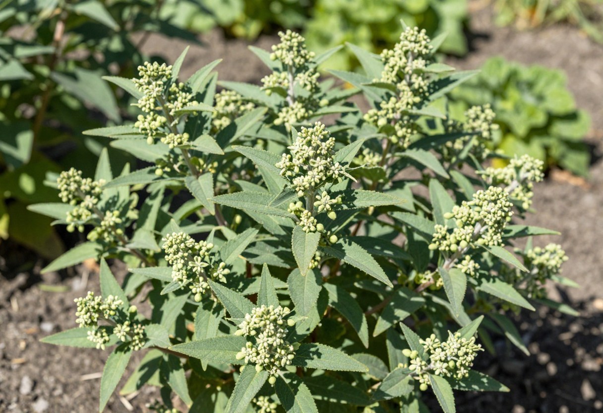 A bushy ashwagandha plant with small greenish flowers growing in a sunny garden bed