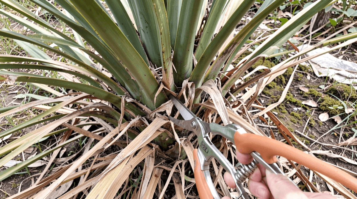 Yucca: Making a Statement Without Trying Too Hard