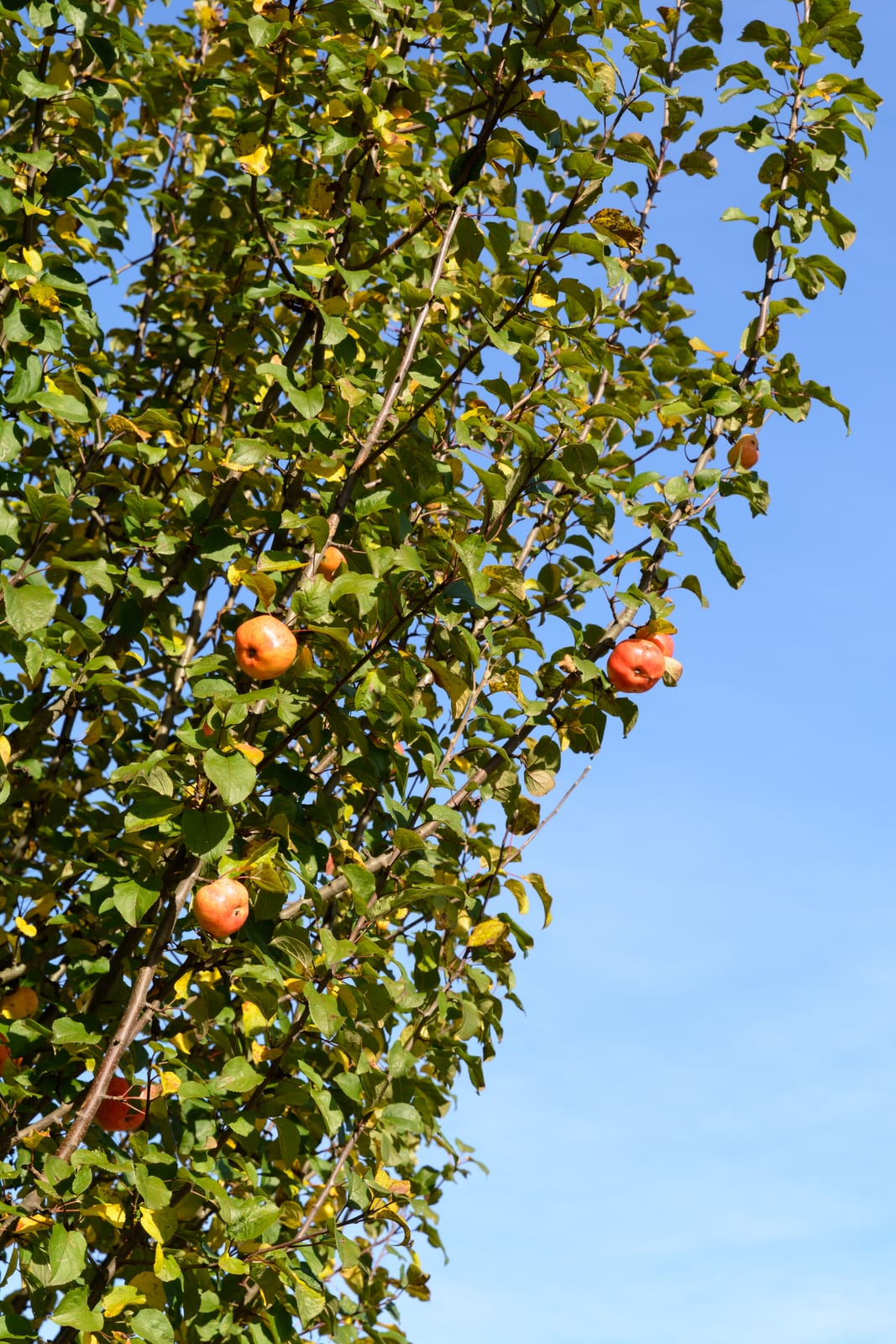 Apple Tree thumbnail 2