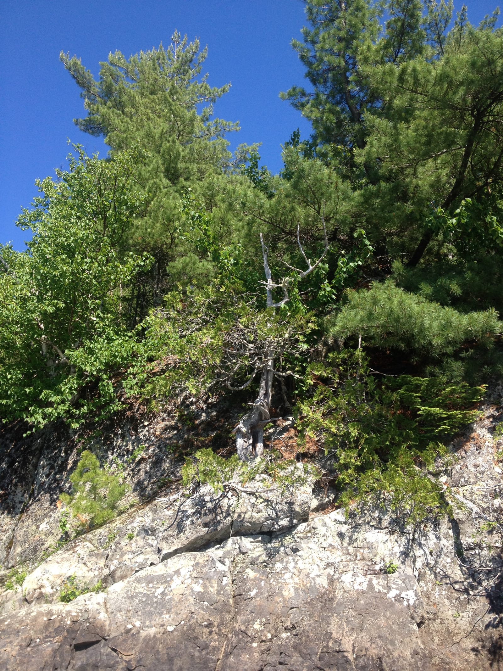 Arborvitae thumbnail 3