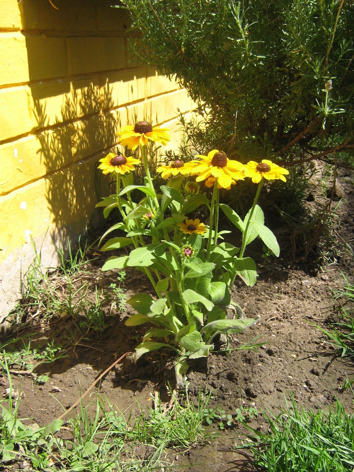 Black-Eyed Susan thumbnail 4
