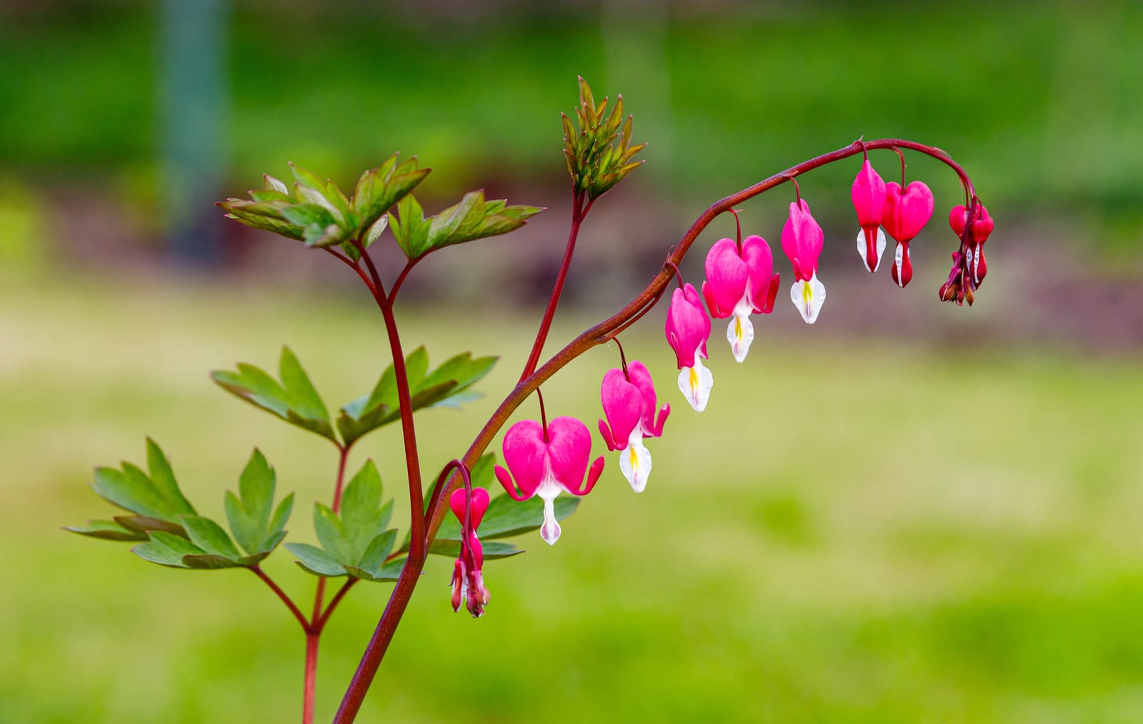 Bleeding Heart thumbnail 3
