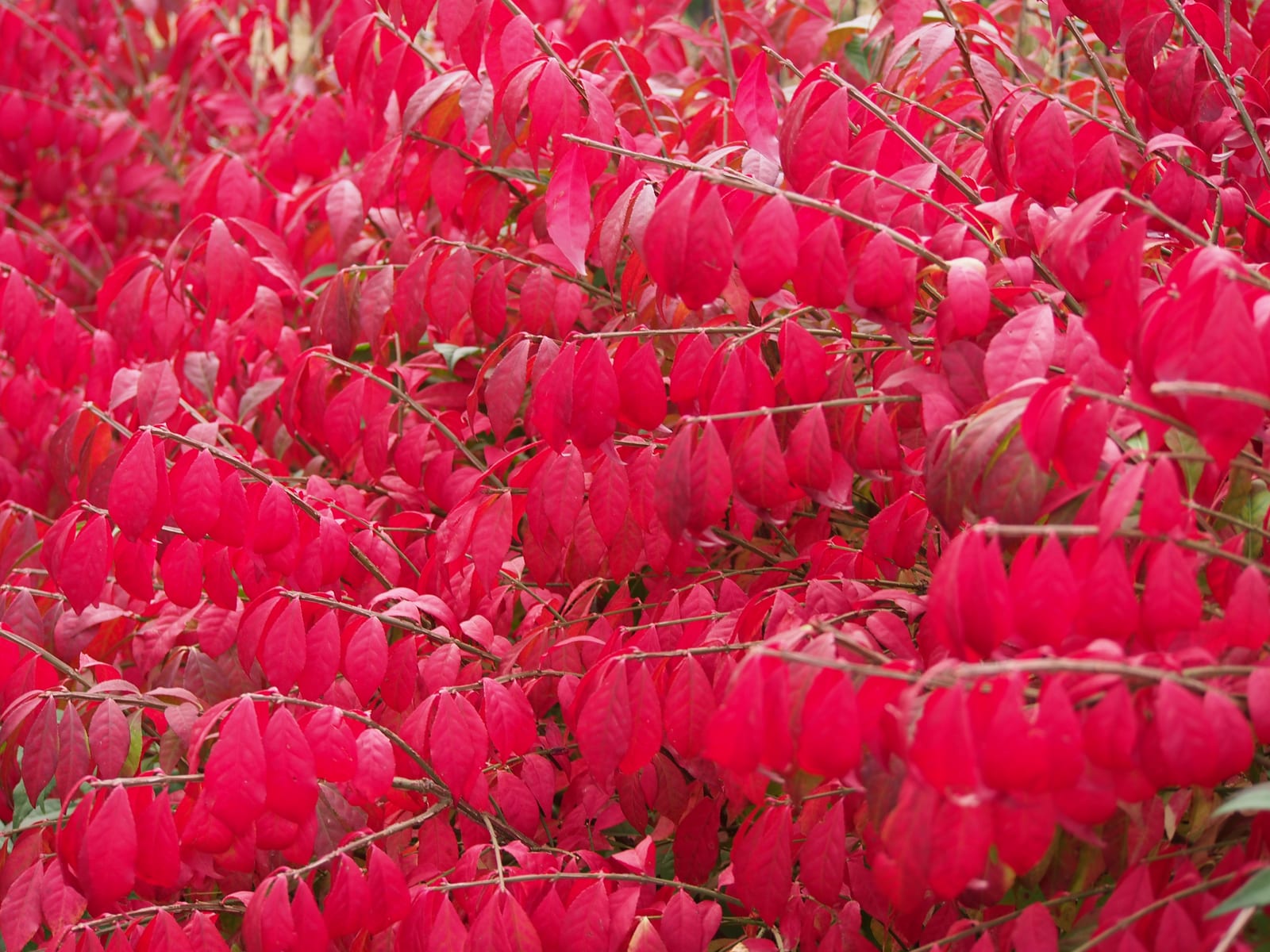 Burning Bush thumbnail 4