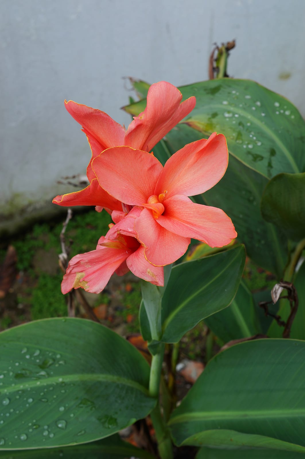 Canna Lily