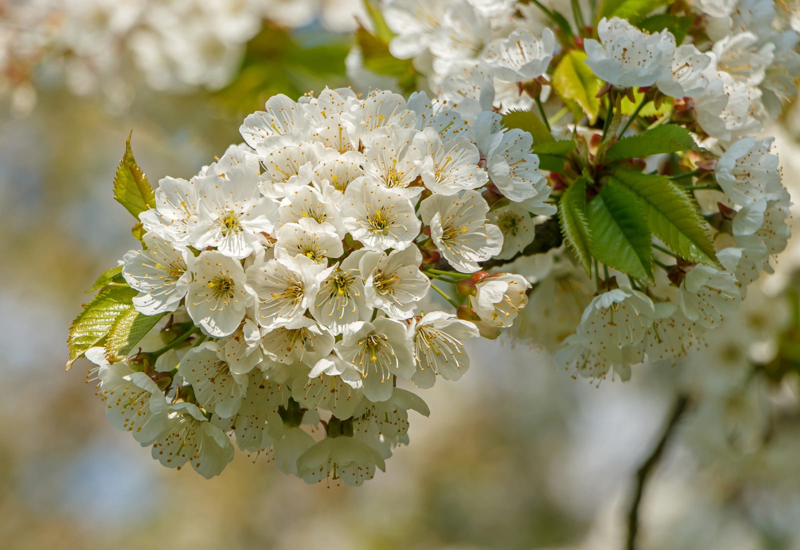 Cherry Tree