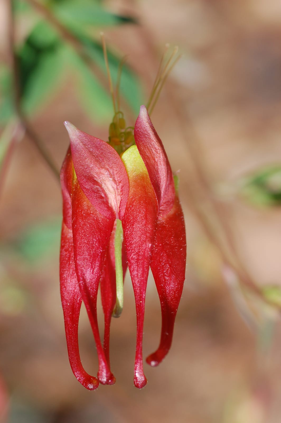 Columbine thumbnail 2