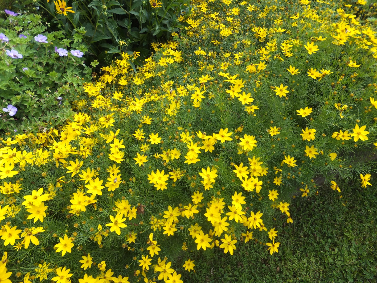 Coreopsis thumbnail 2