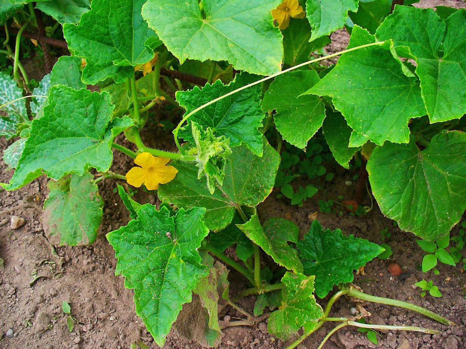 Cucumber thumbnail 2