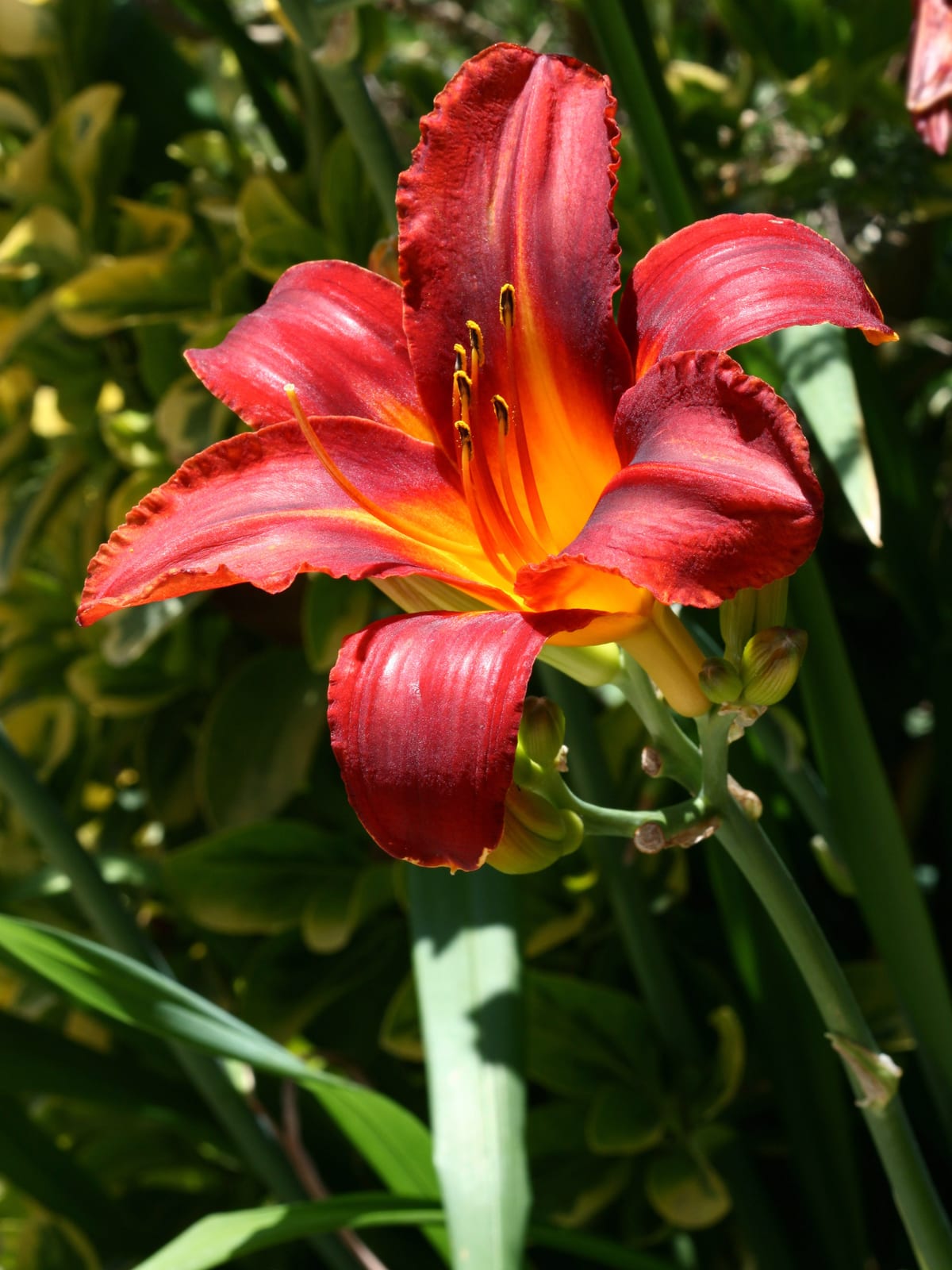 Daylily thumbnail 2