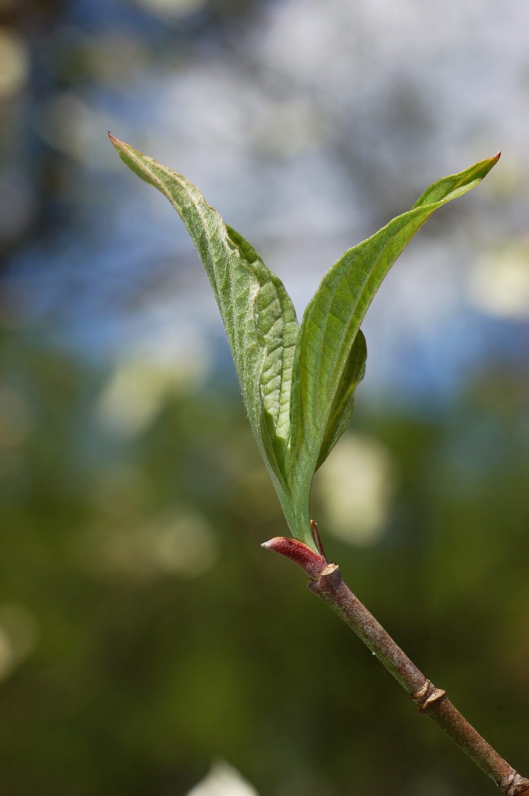 Dogwood