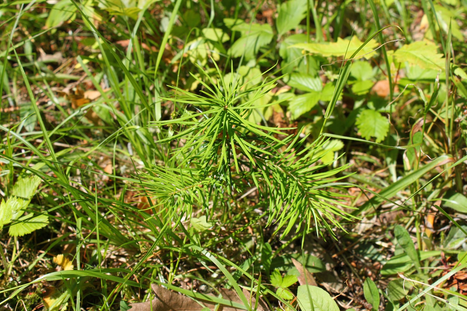 Douglas Fir thumbnail 4
