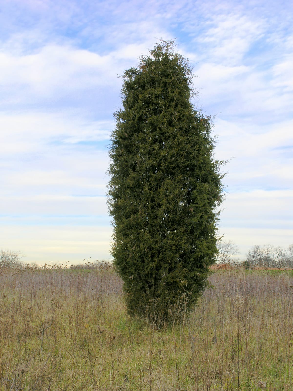 Eastern Red Cedar thumbnail 3