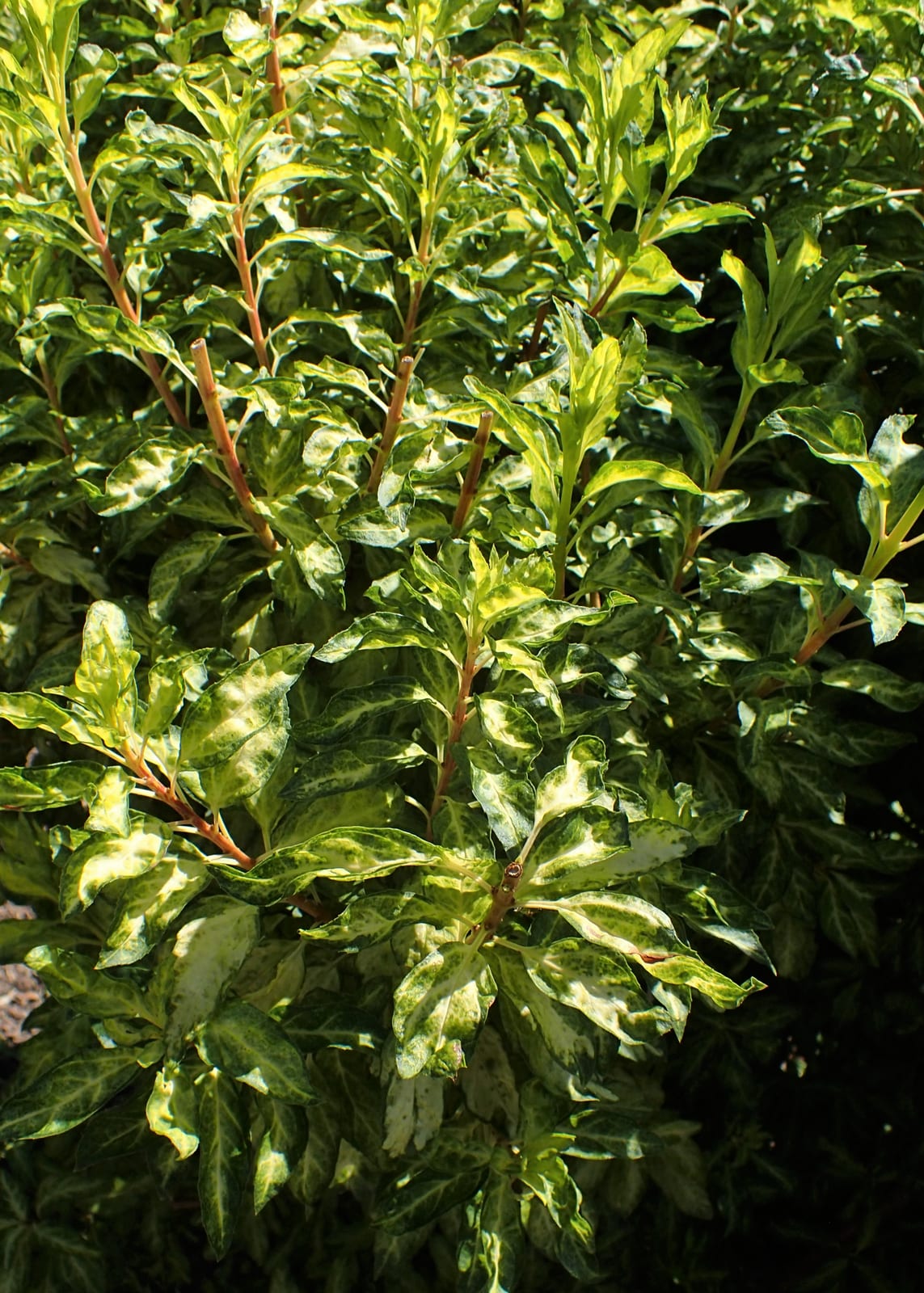Forsythia thumbnail 2