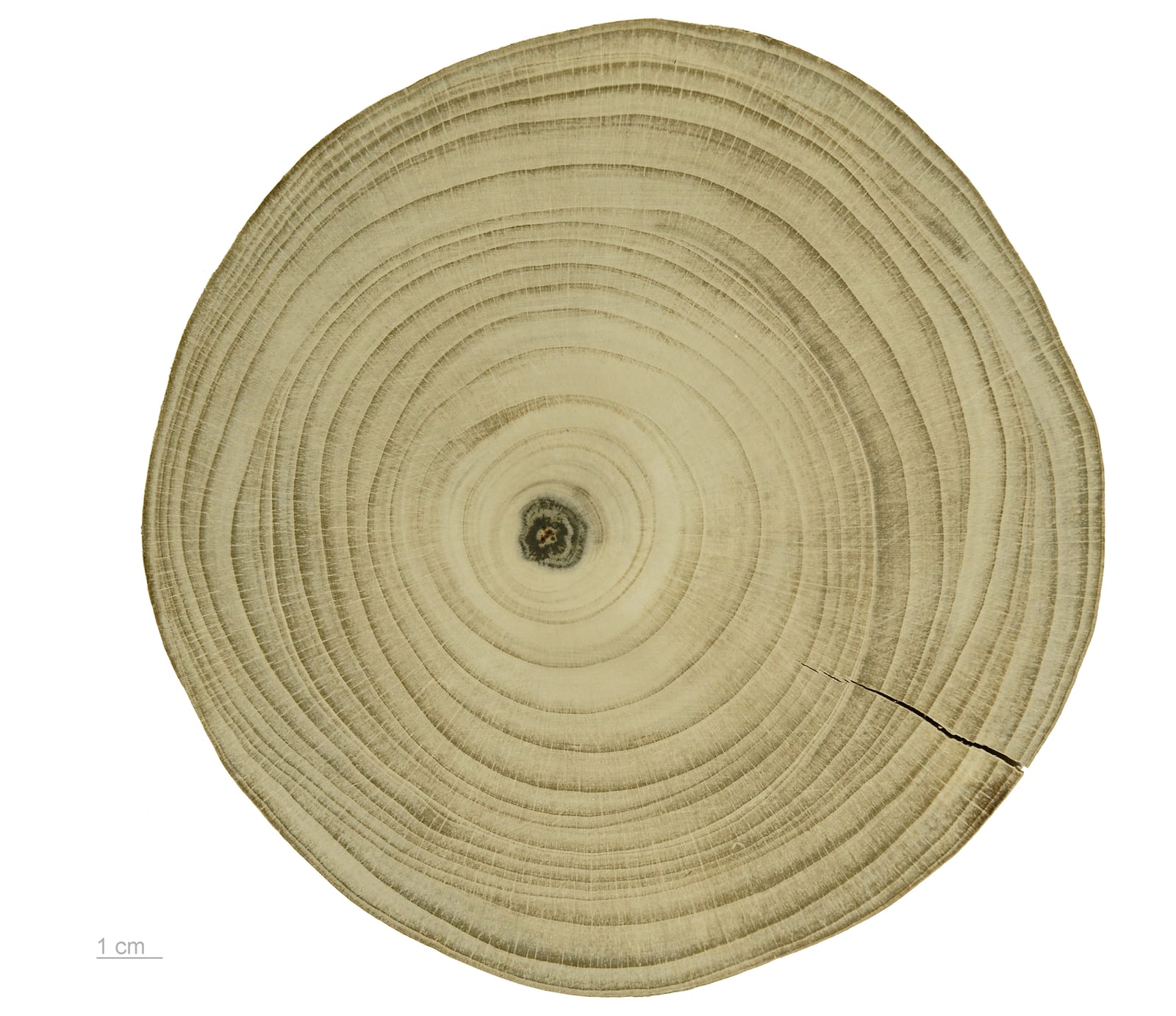 Ginkgo thumbnail 2