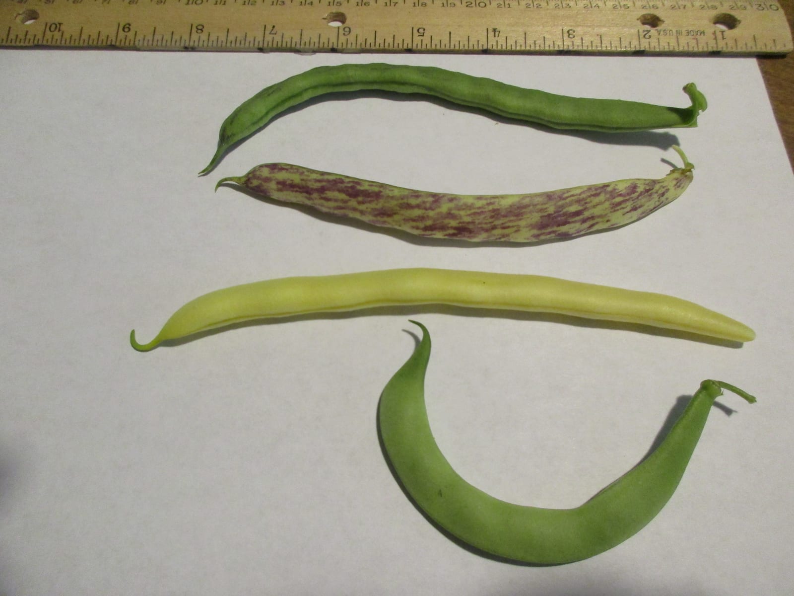 Green Bean