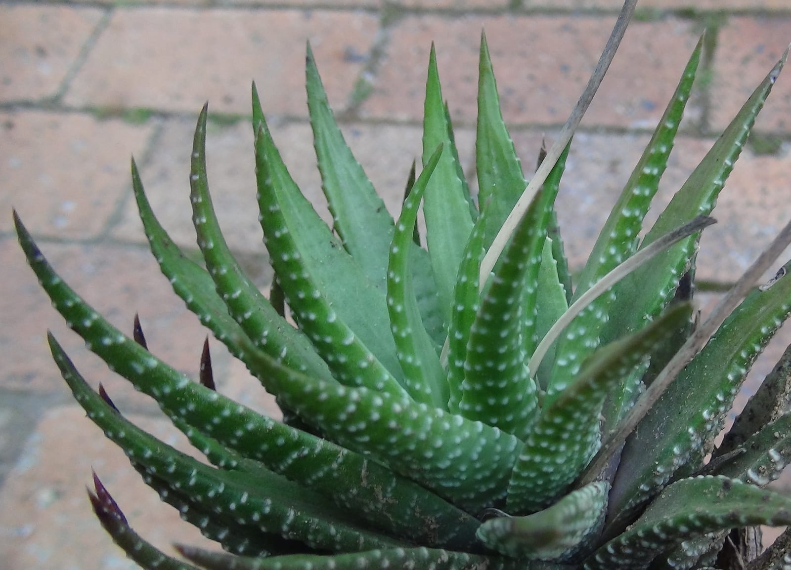 Haworthia thumbnail 4