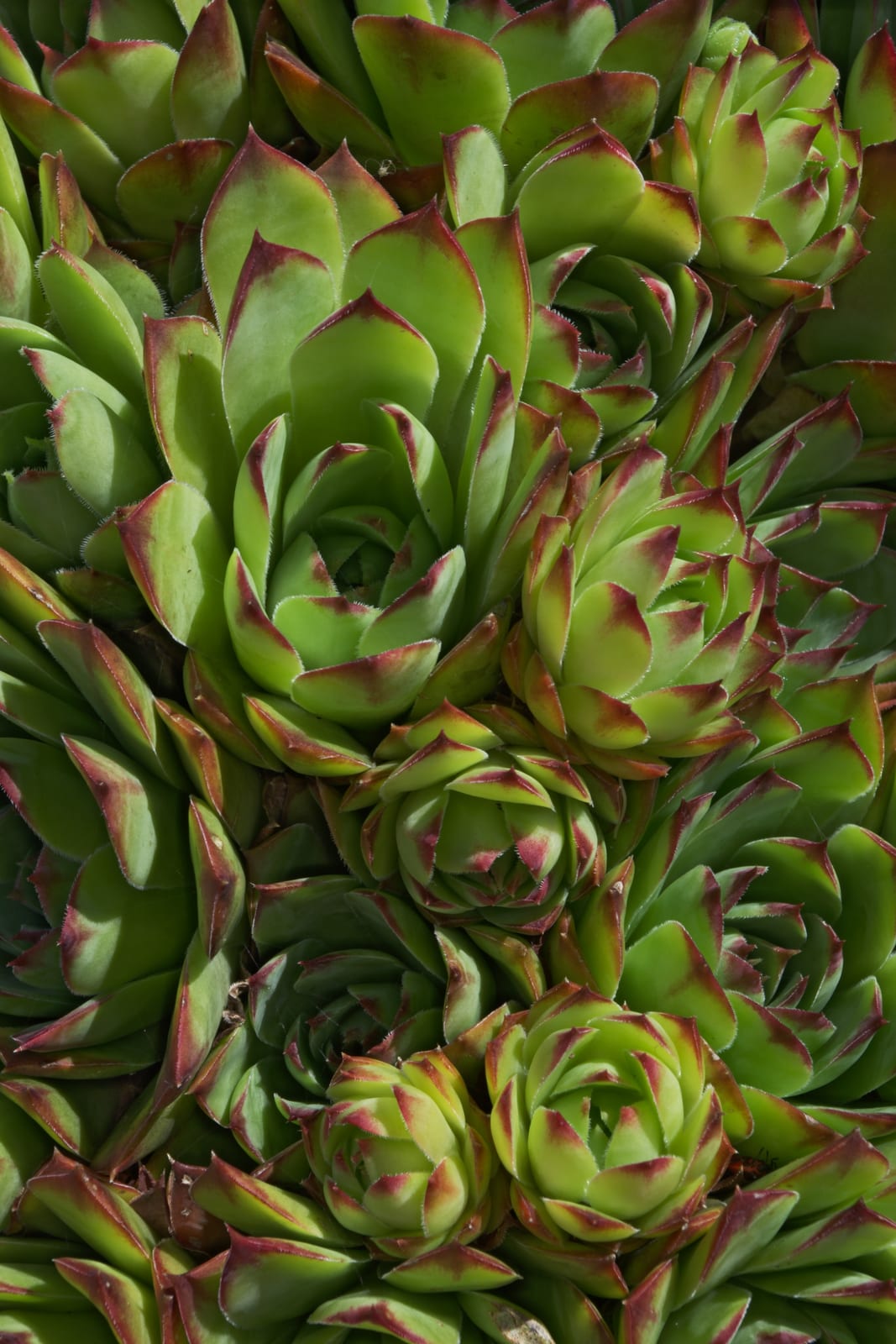 Hens and Chicks