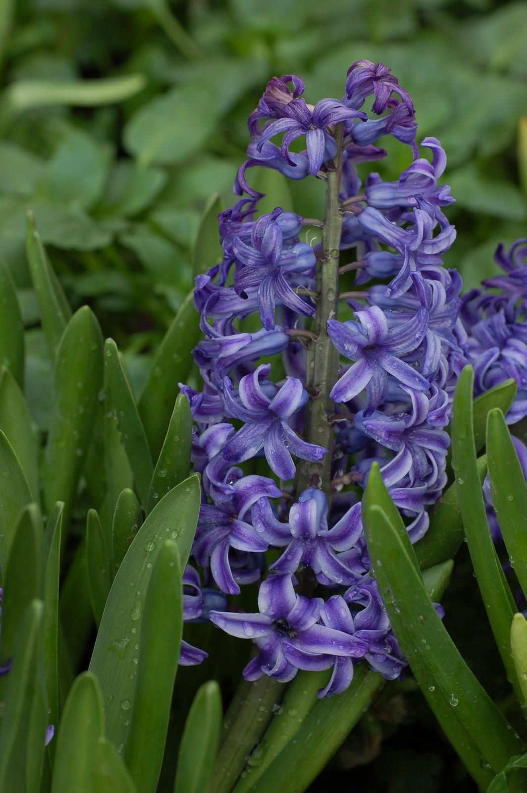 Hyacinth
