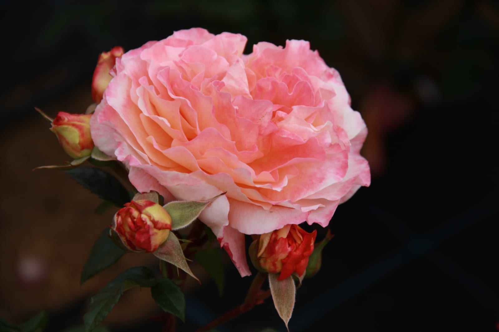 Hybrid Tea Rose thumbnail 4