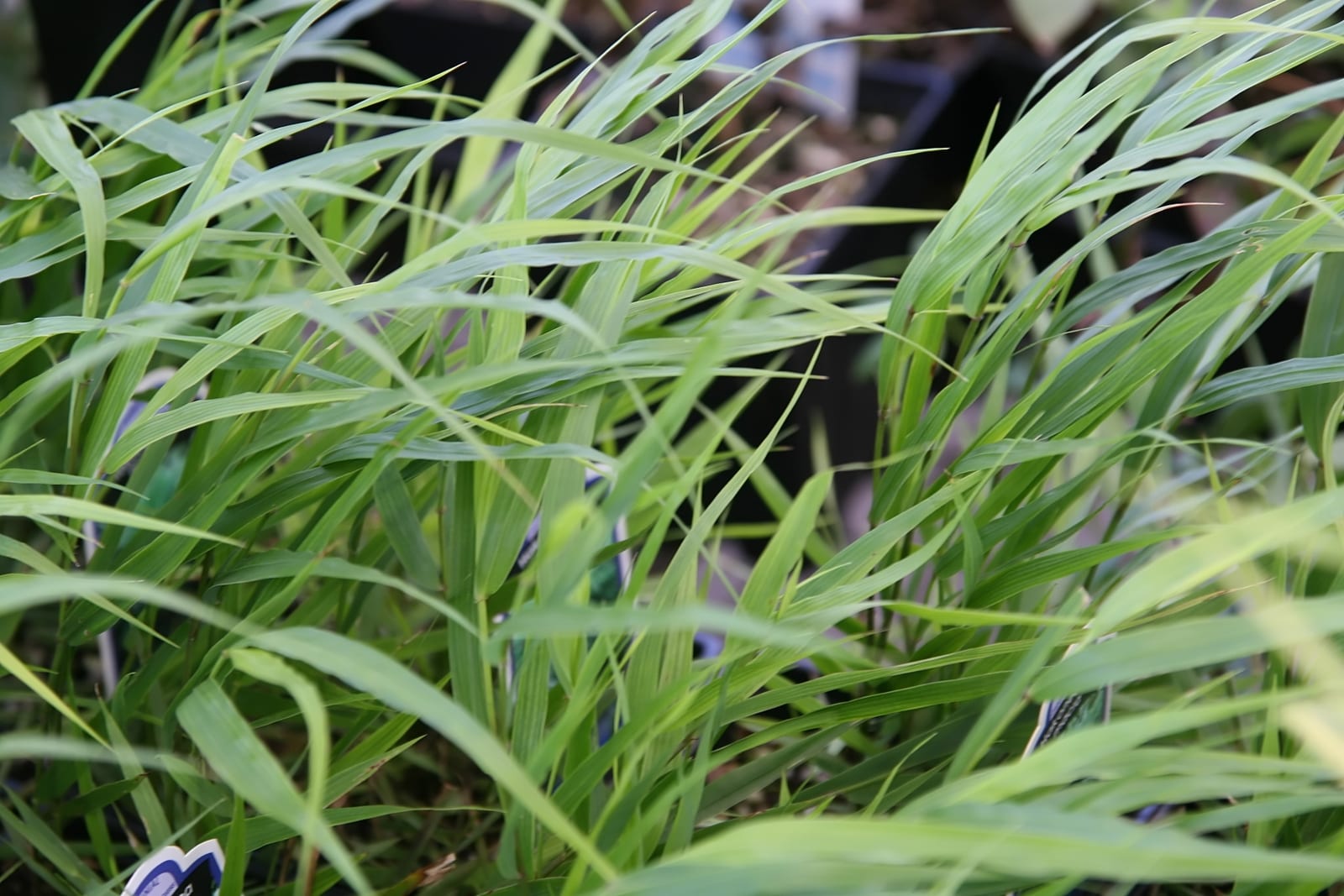 Japanese Forest Grass thumbnail 2