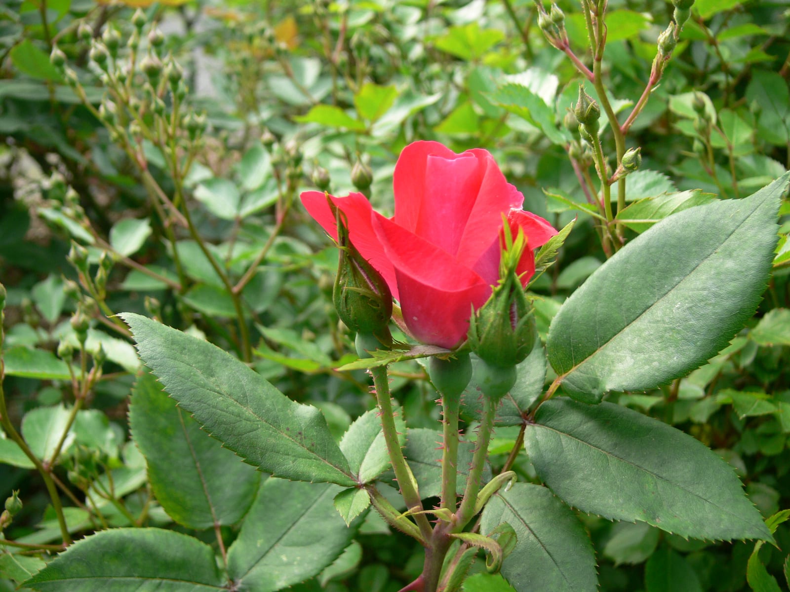 Knockout Rose thumbnail 2