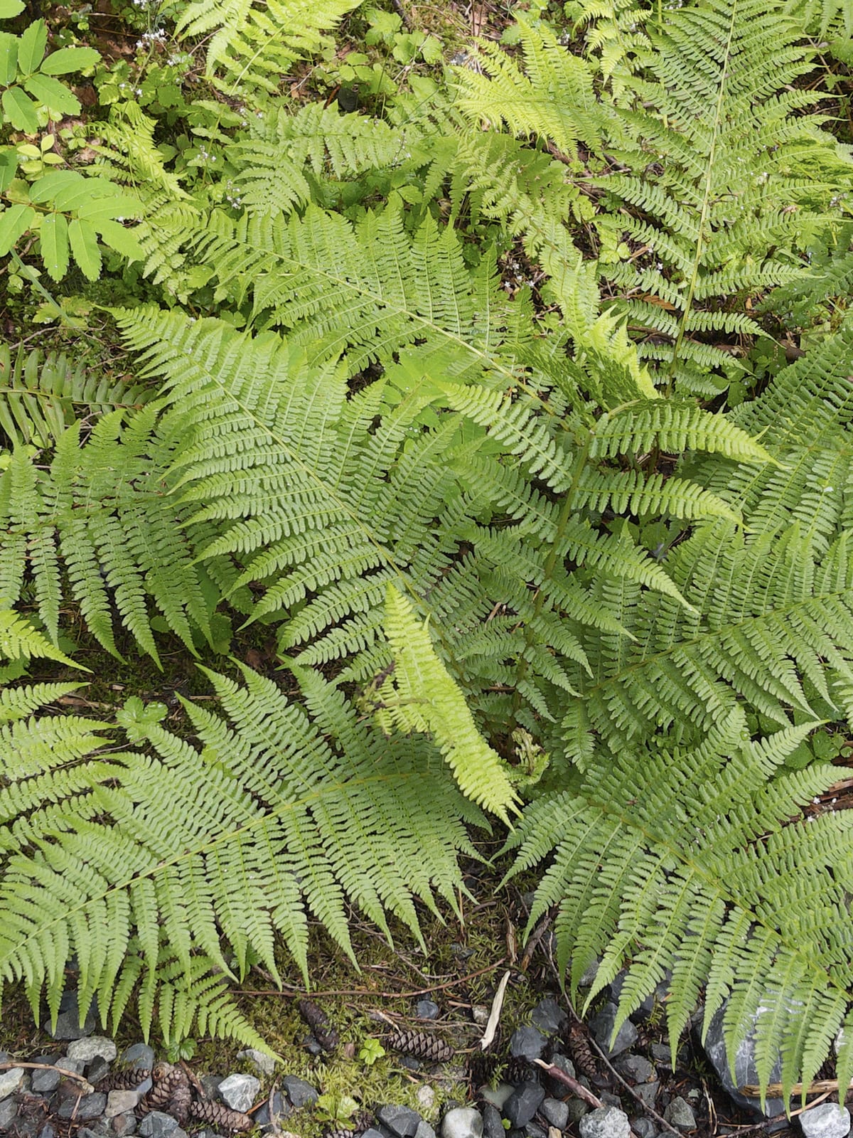 Lady Fern thumbnail 4