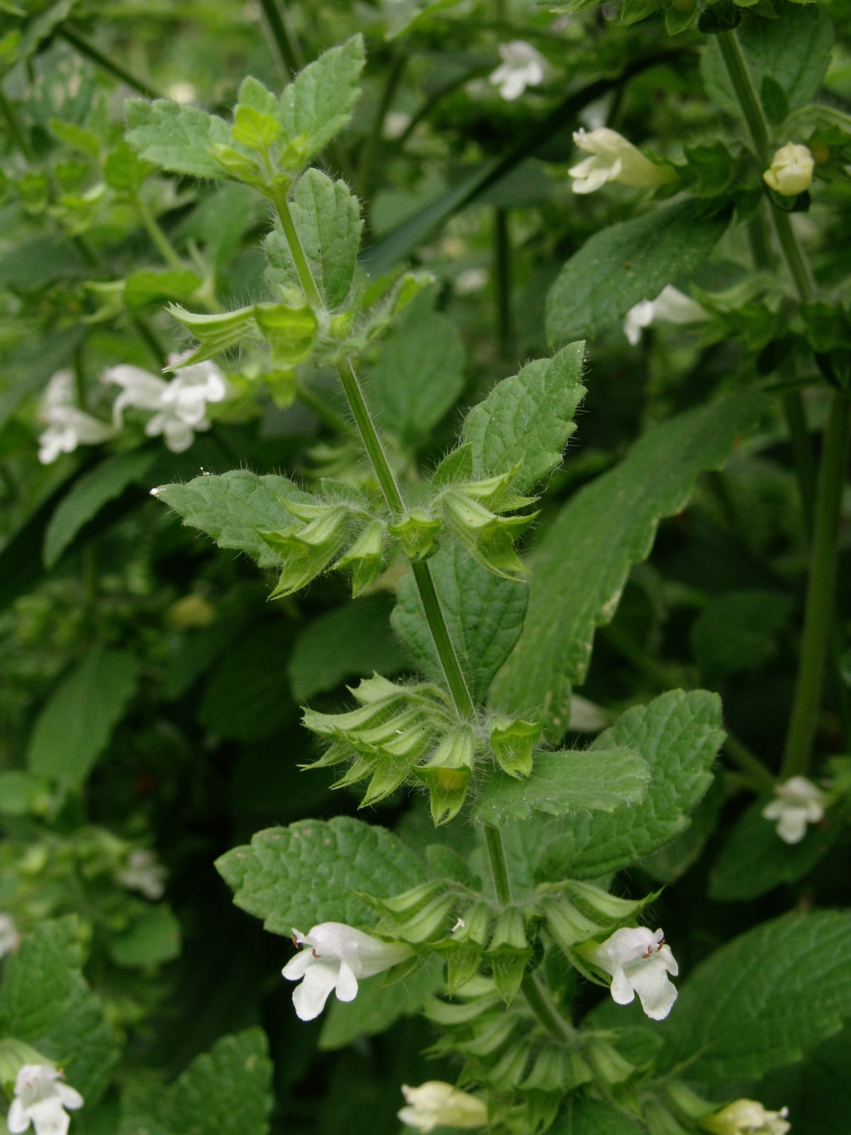 Lemon Balm thumbnail 2