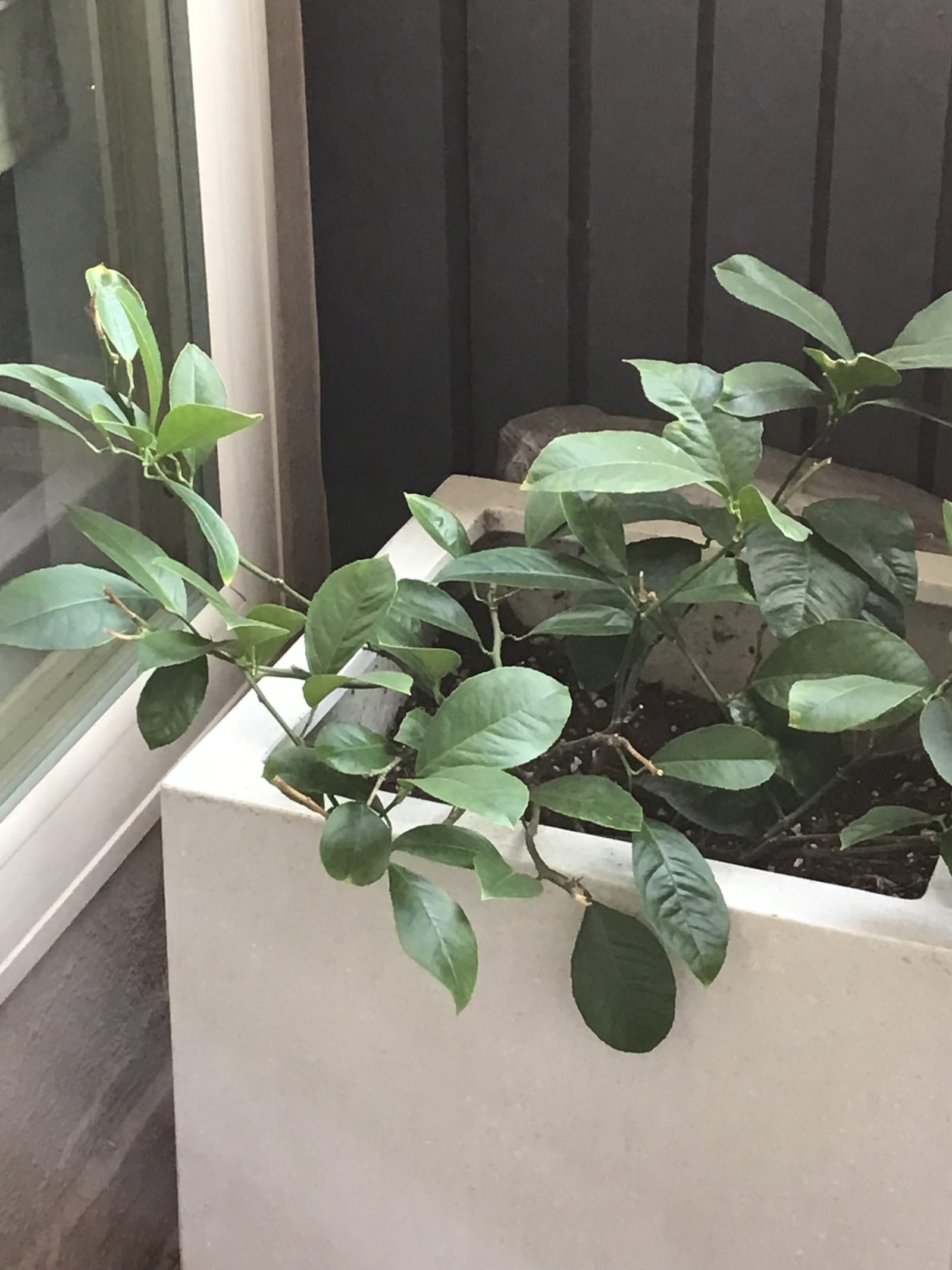 Lemon Tree thumbnail 3