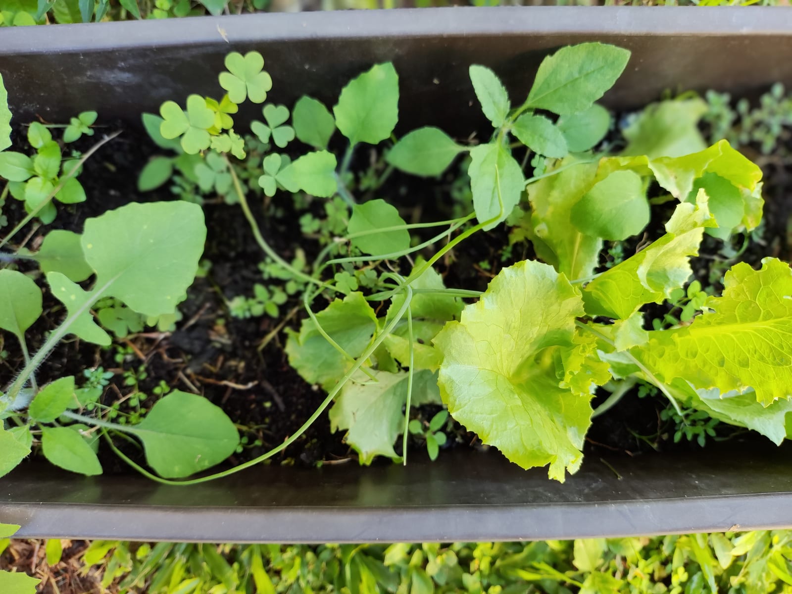 Lettuce thumbnail 3