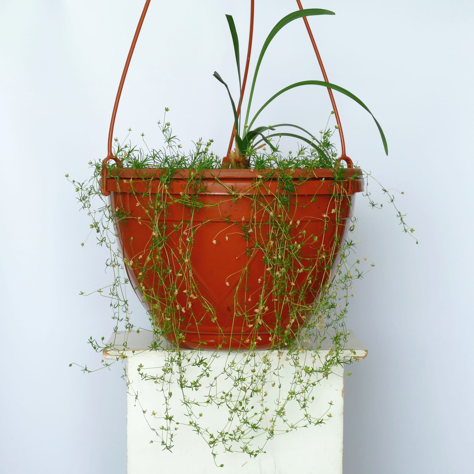 Liriope (Lily Turf) thumbnail 3