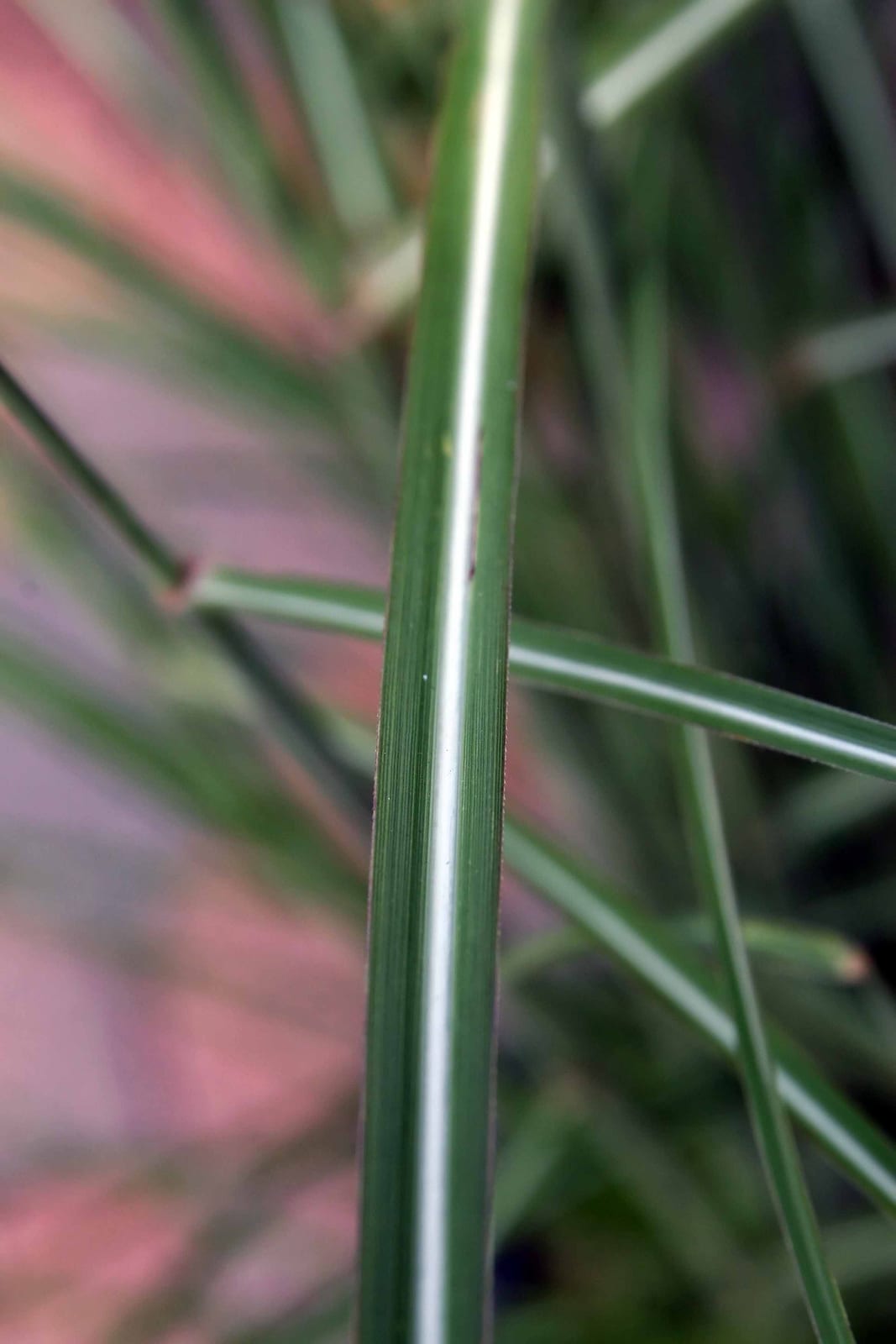 Maiden Grass (Miscanthus) thumbnail 3