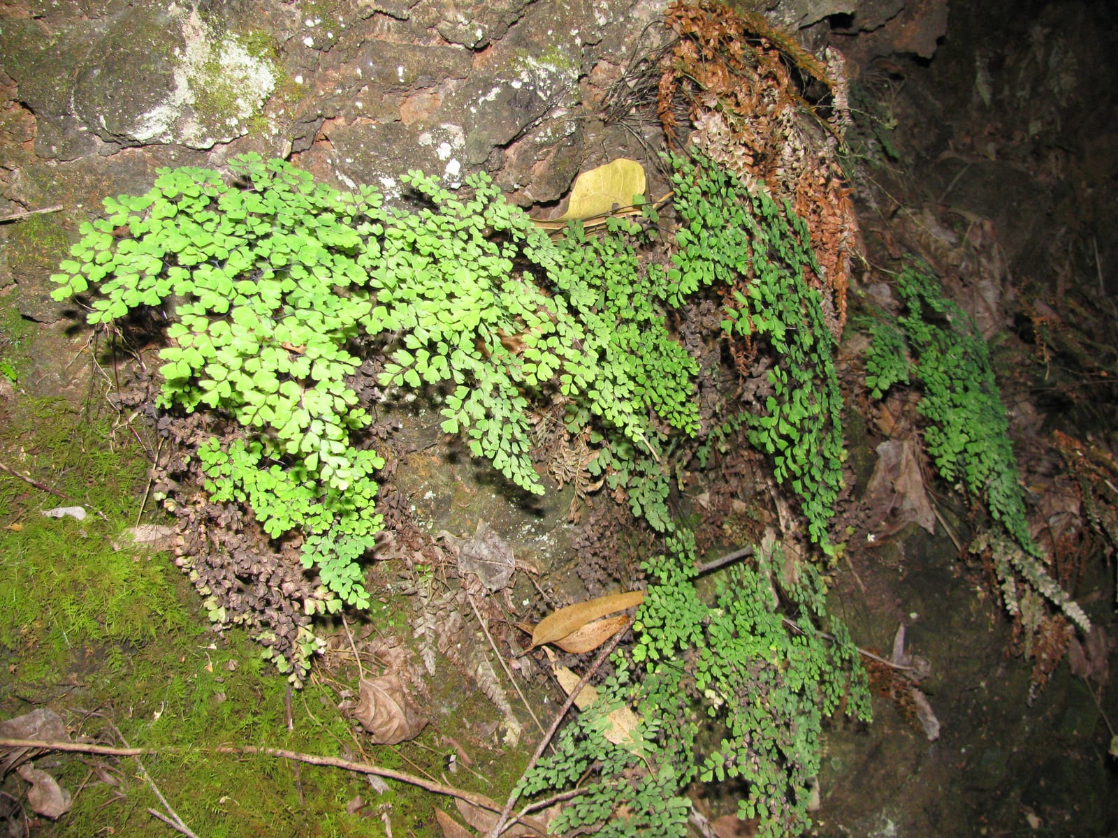 Maidenhair Fern thumbnail 3