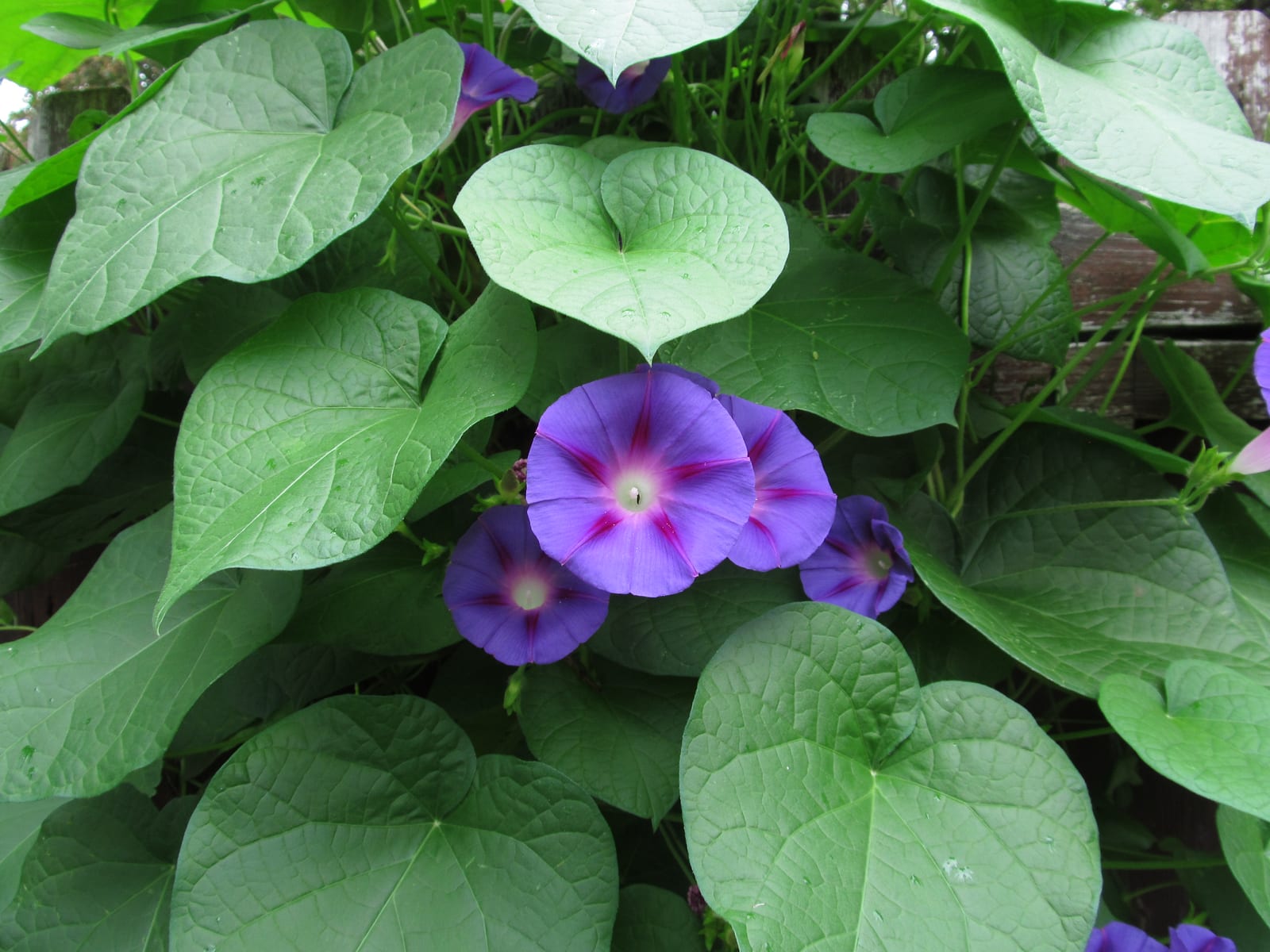 Morning Glory
