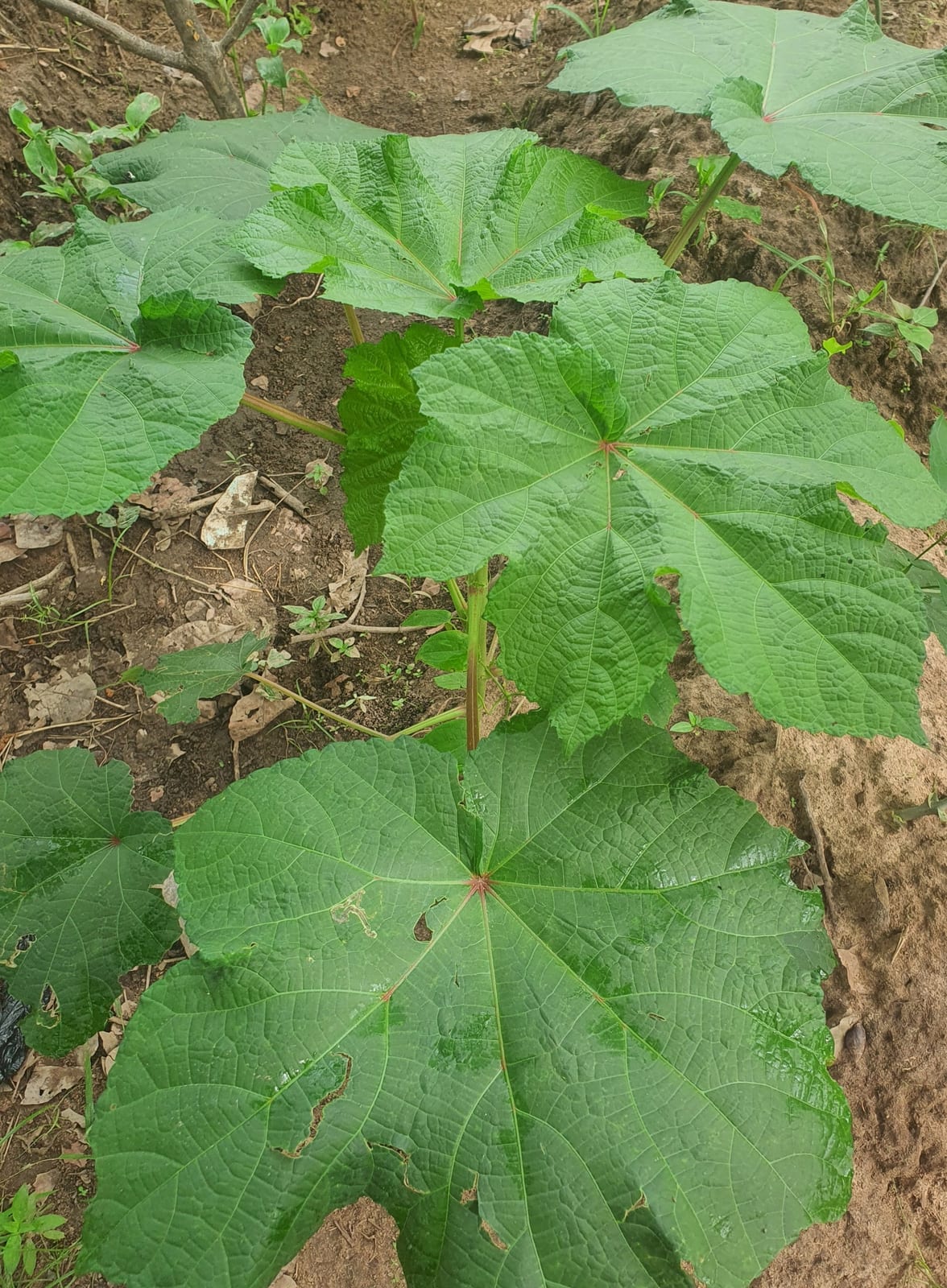 Okra thumbnail 4