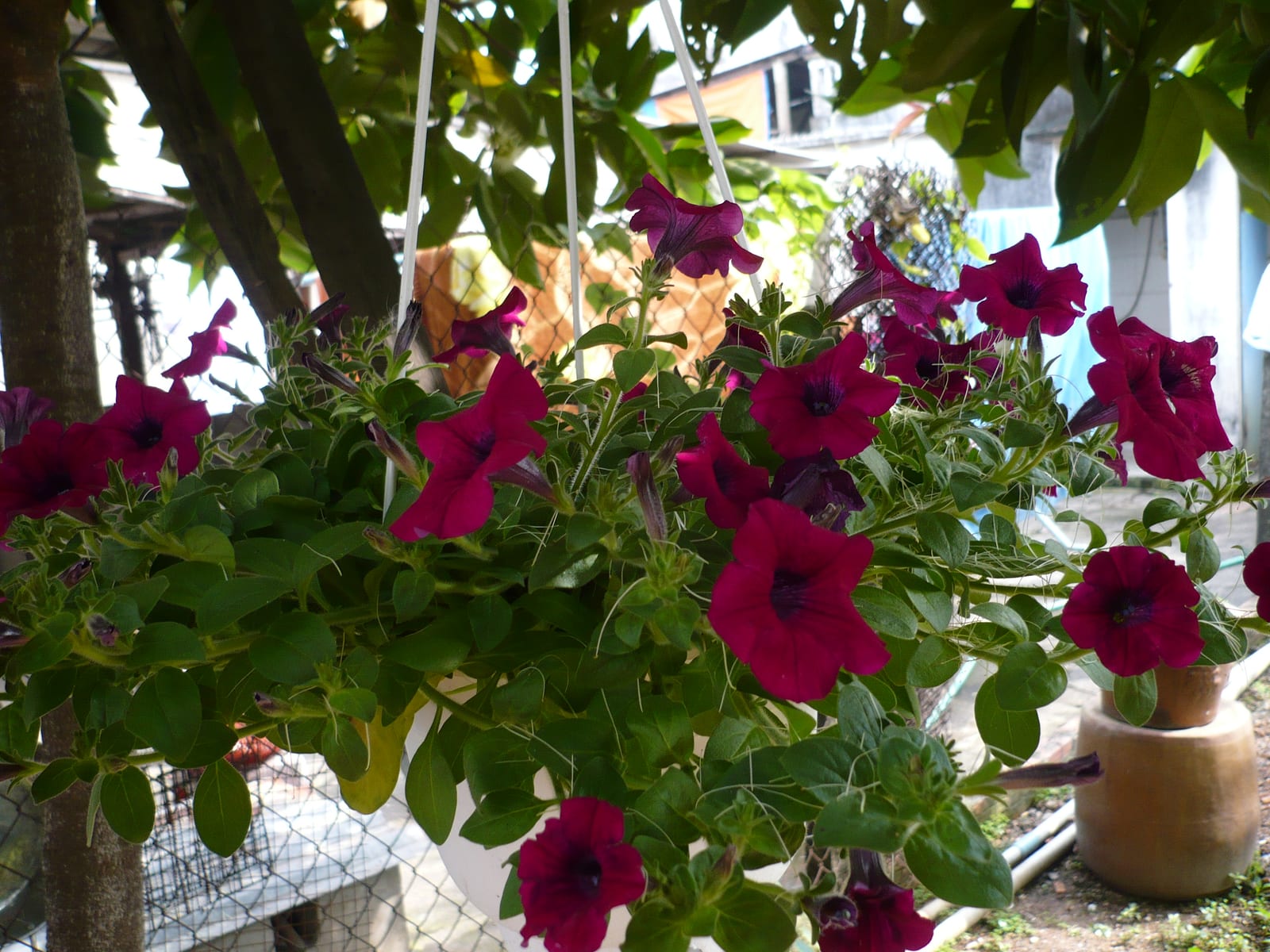 Petunia thumbnail 3