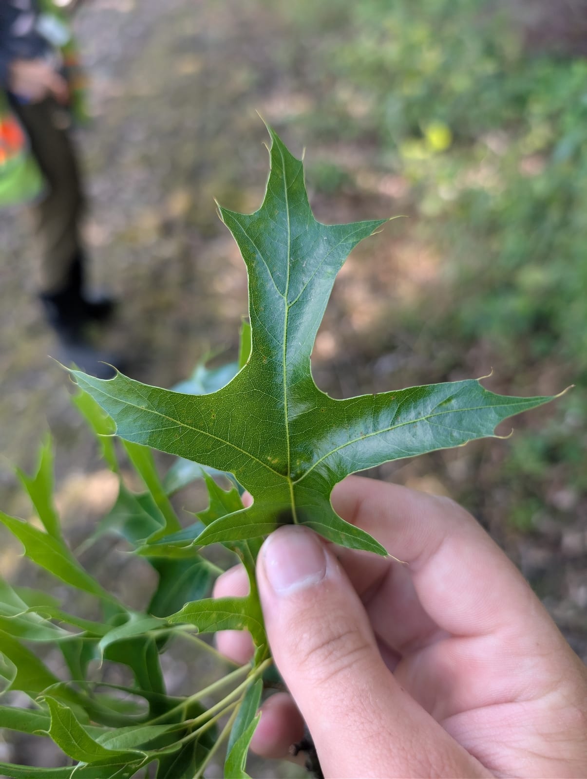 Pin Oak thumbnail 4
