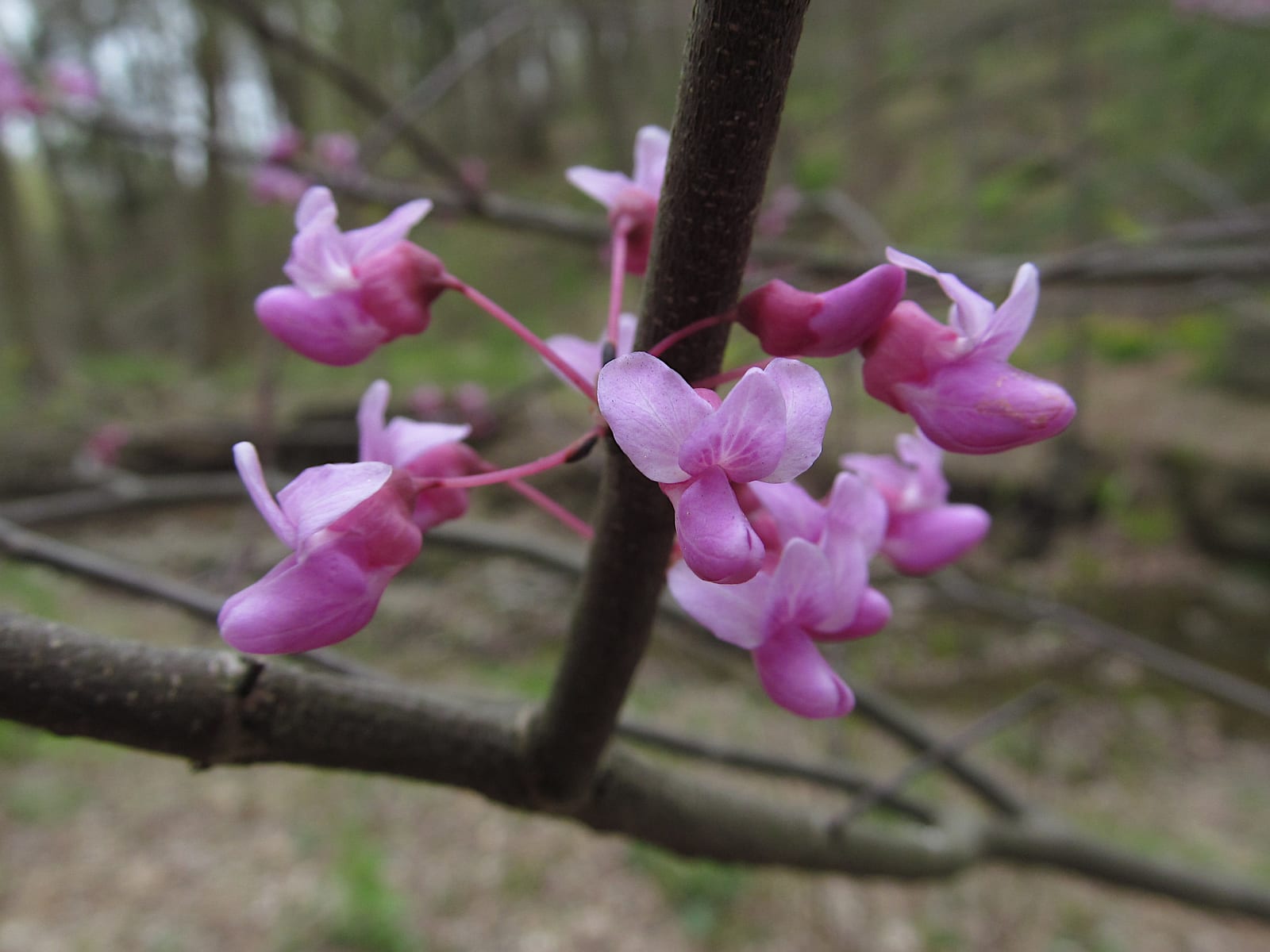 Redbud thumbnail 2