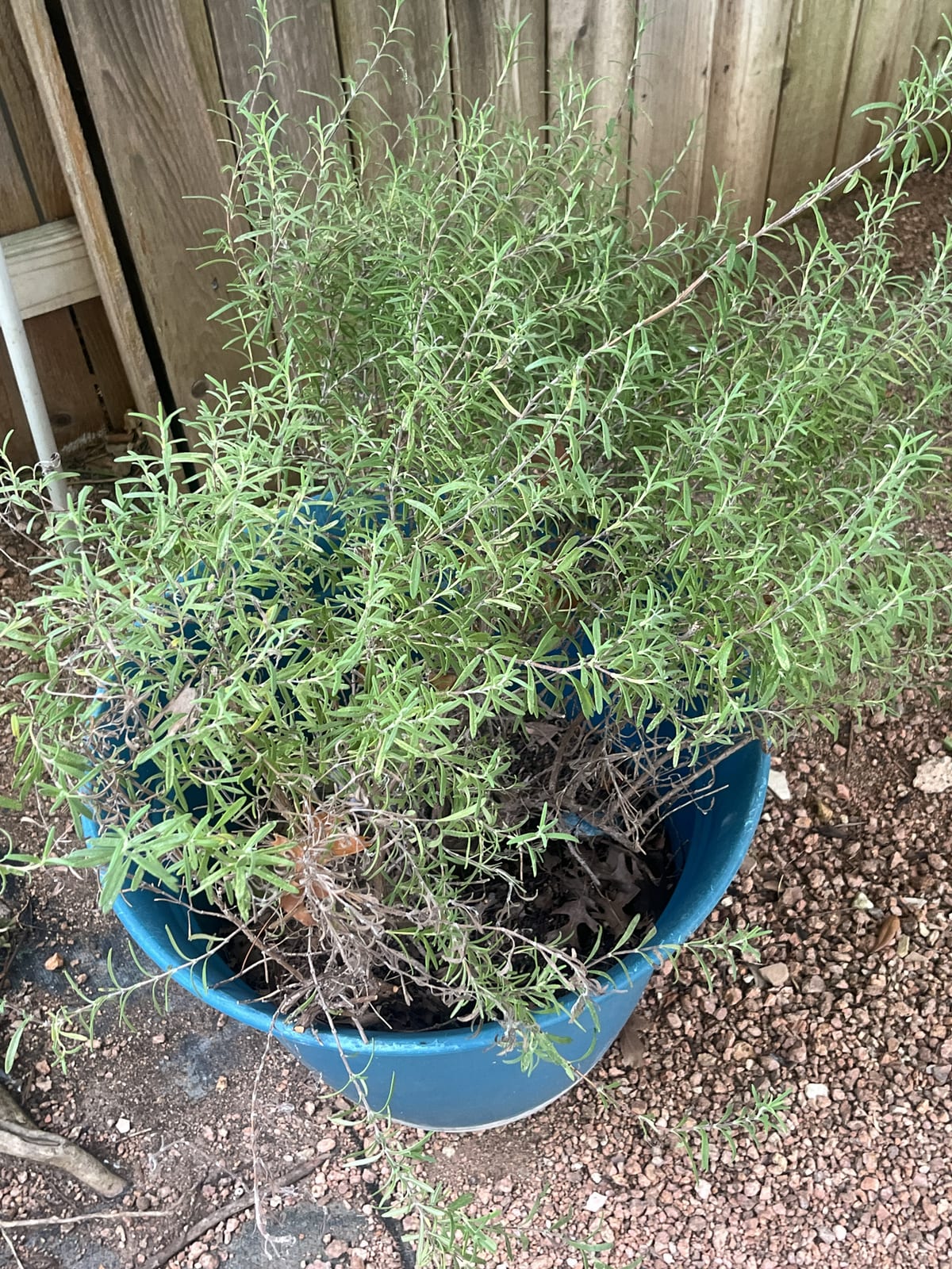 Rosemary thumbnail 4
