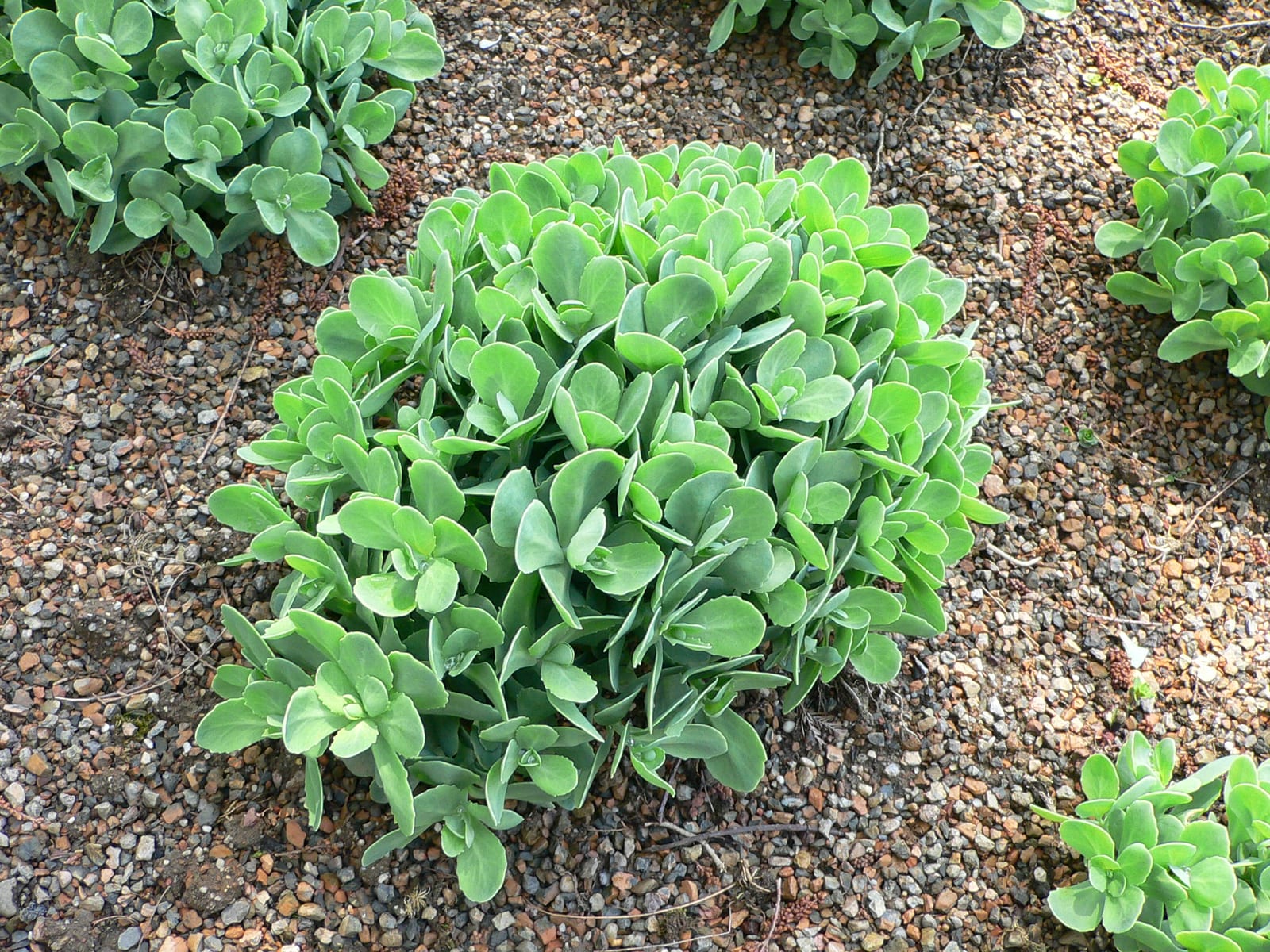 Sedum (Stonecrop)