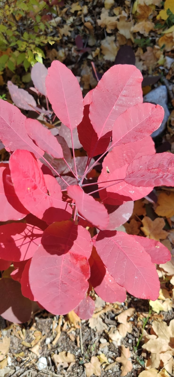 Smokebush