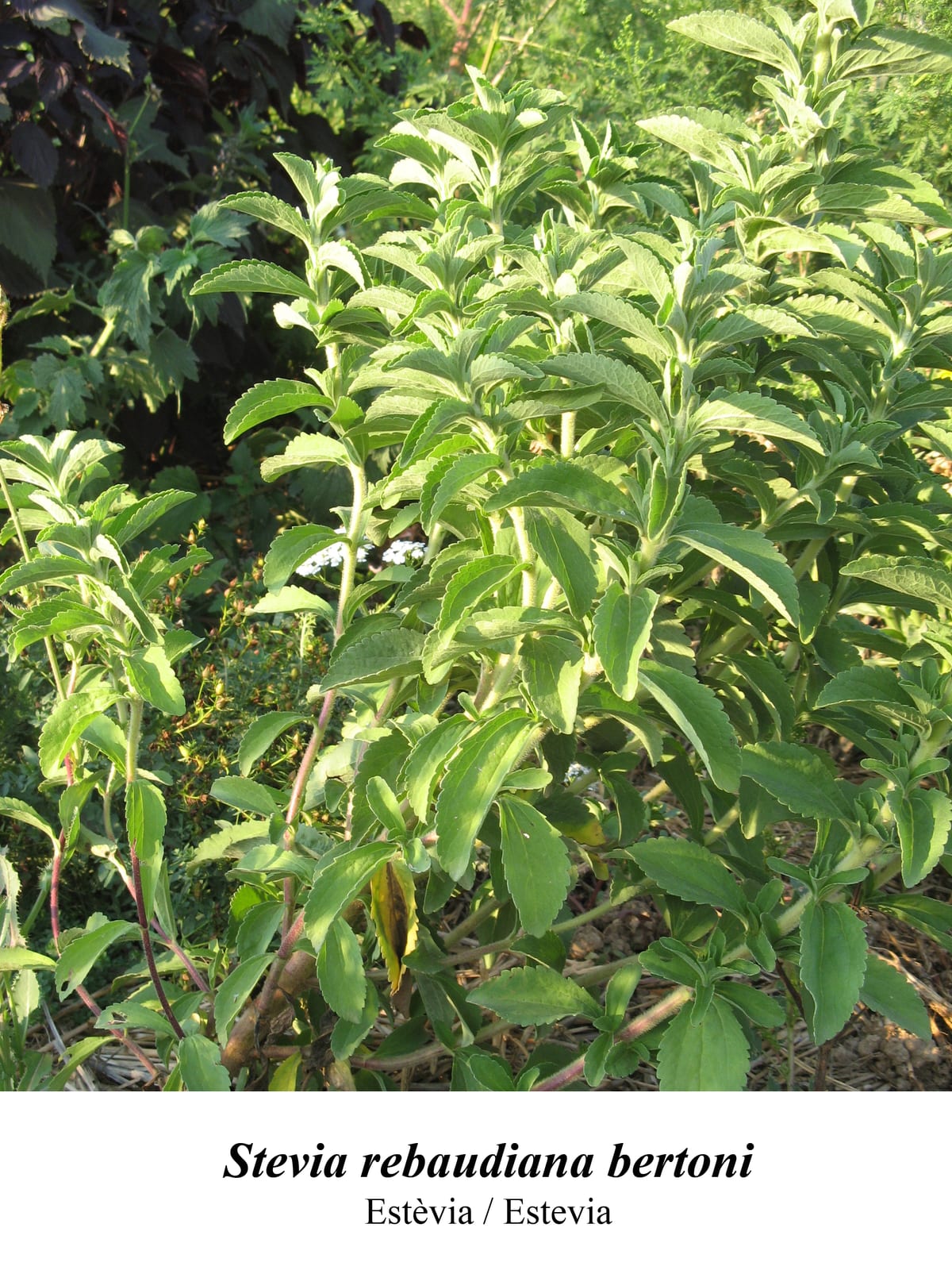 Stevia thumbnail 3