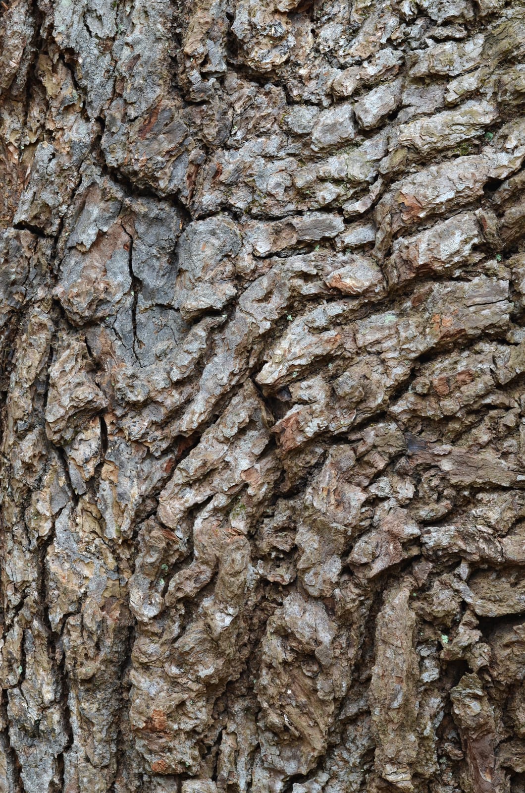 Sweetgum thumbnail 2
