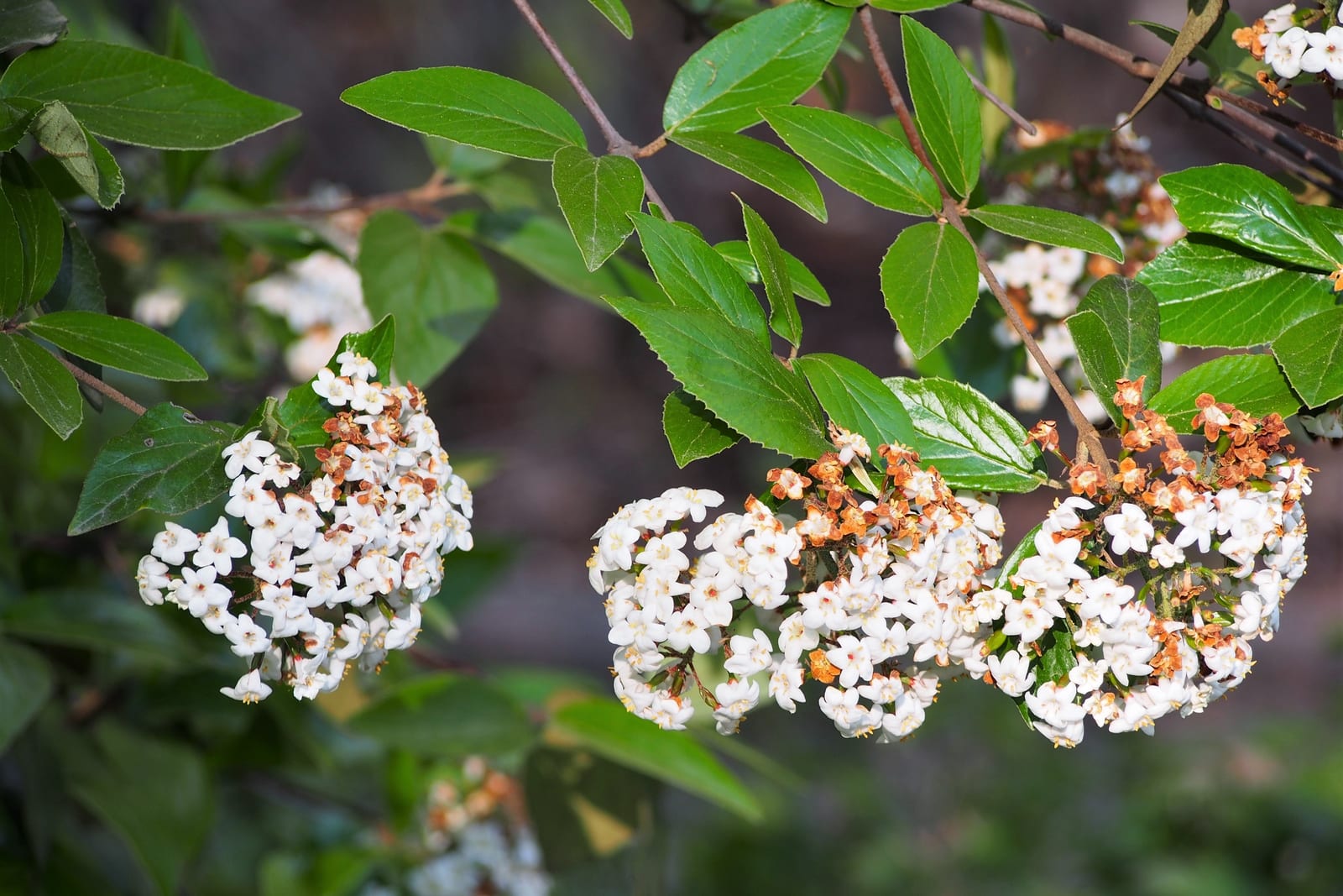 Viburnum