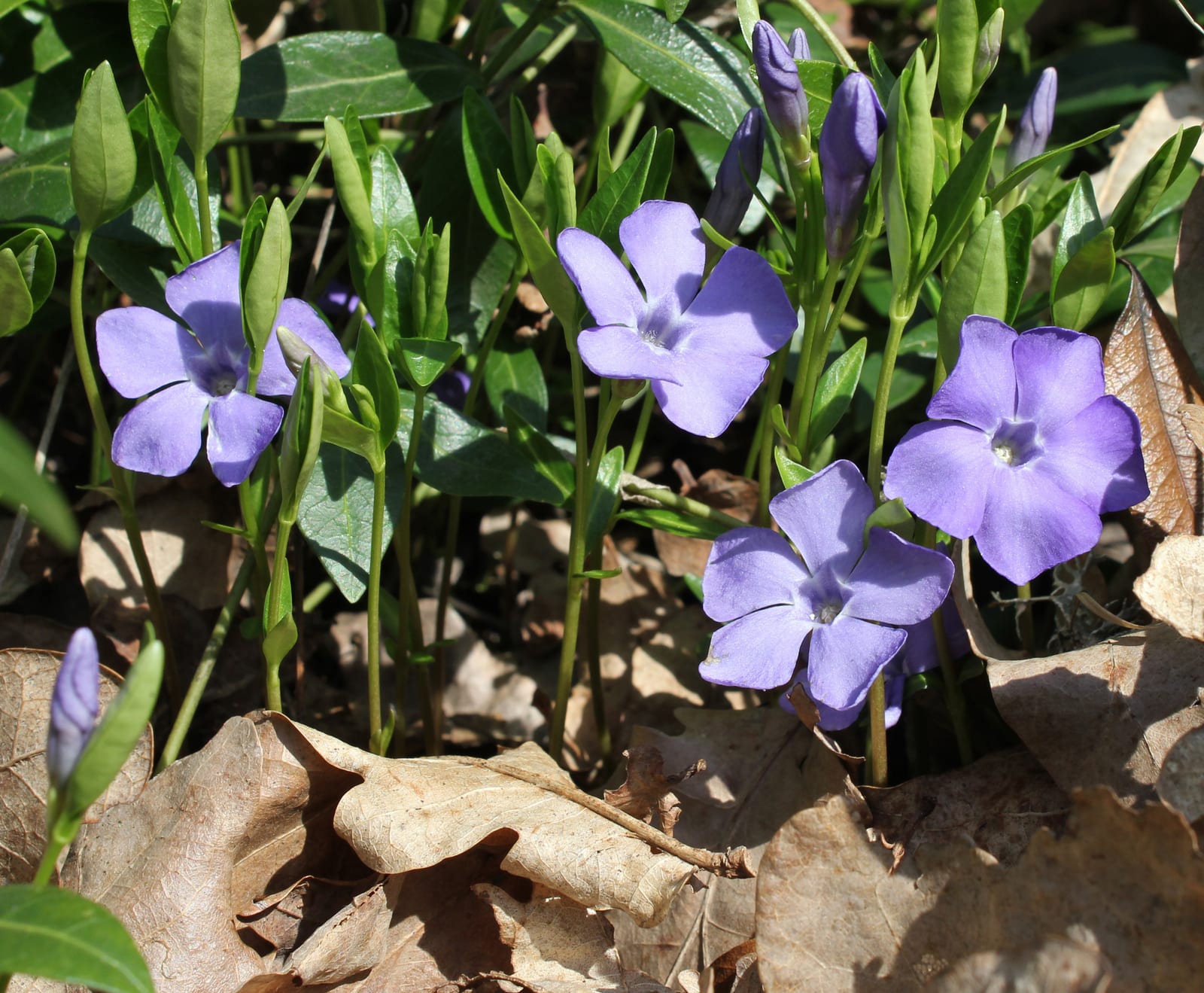 Vinca (Periwinkle) thumbnail 2