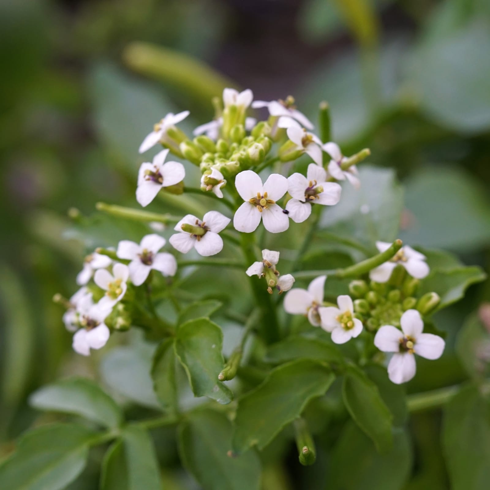 Watercress thumbnail 3