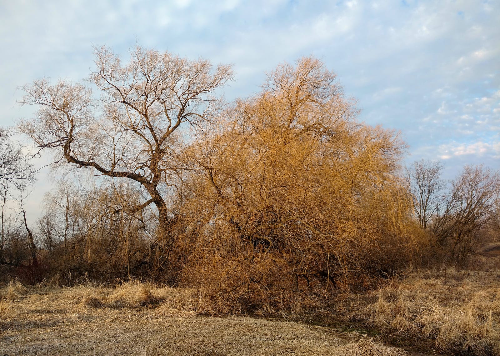 Weeping Willow thumbnail 3