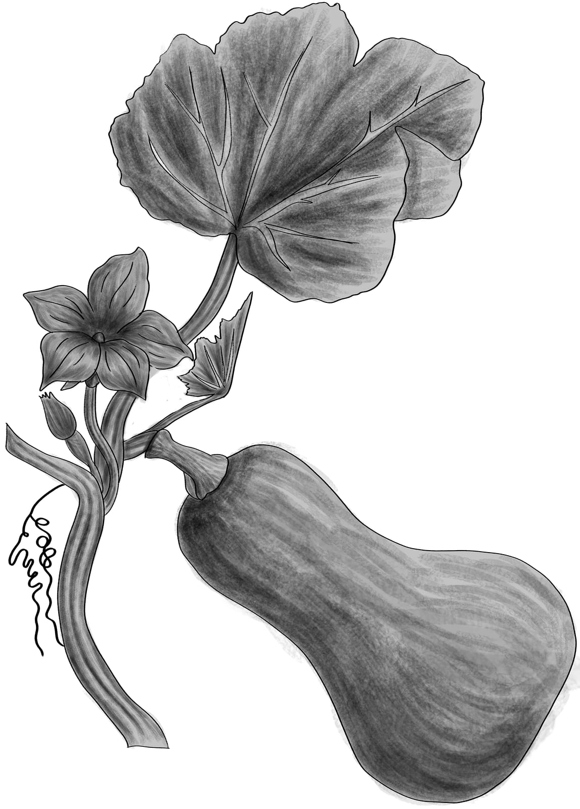 Winter Squash thumbnail 4